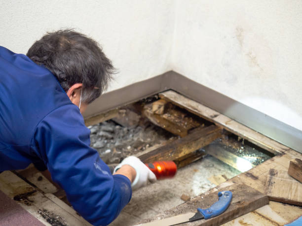 Best Post-Flood Mold Remediation in Neoga, IL