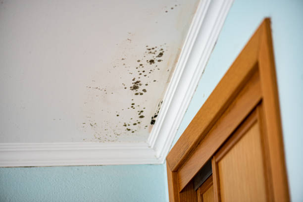 Best Black Mold Remediation in Neoga, IL