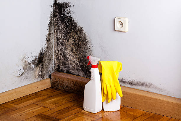 Best Emergency Mold Remediation in Neoga, IL