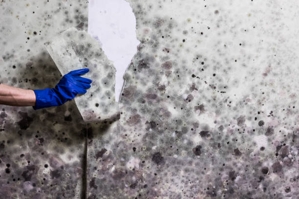 Best Residential Mold Remediation in Neoga, IL