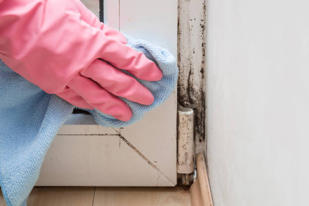 Best Industrial Mold Remediation in Neoga, IL
